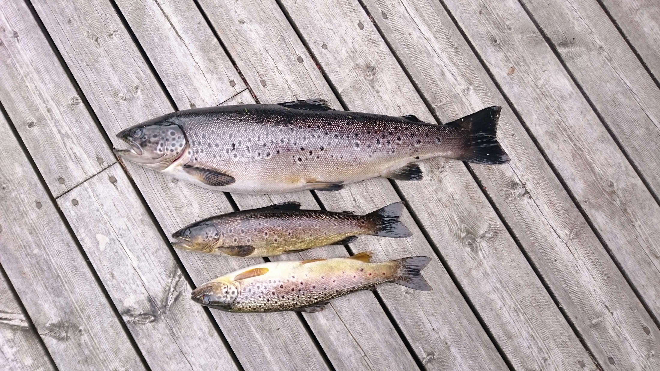 Fisk fanga i Eimhjellvatnet — ørret